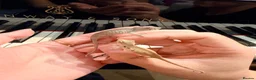Chameleon reptiles for sale: Home-bred Panther Chameleon Babies for Sale - Advert 2