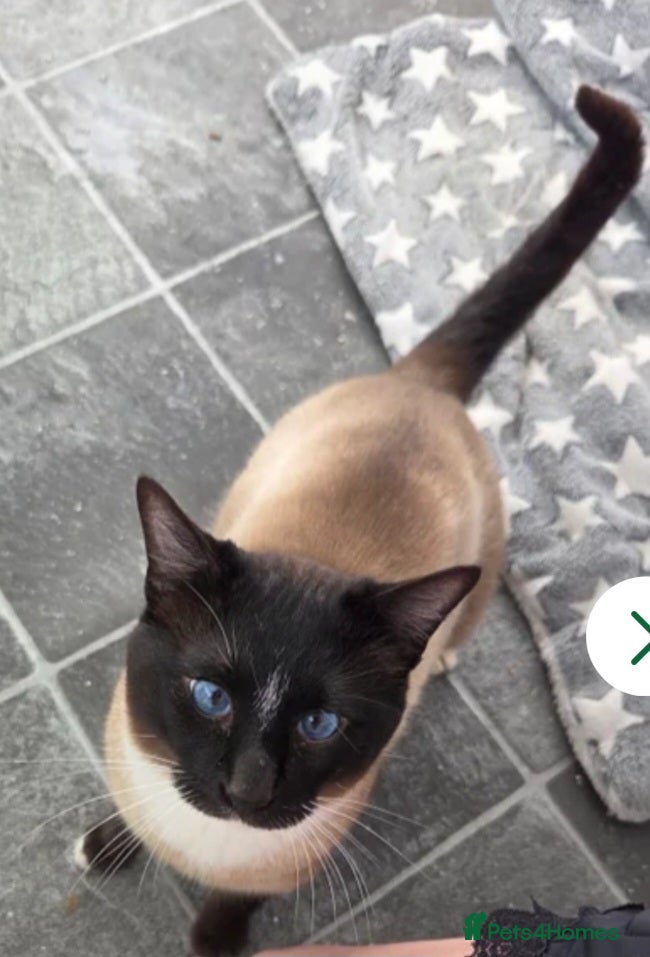 Snowshoe cats Retired Snowshoe Stud seeks forever home - Advert 15