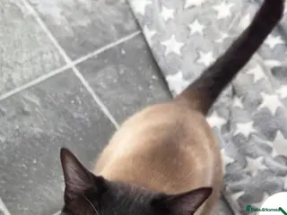 Snowshoe cats Retired Snowshoe Stud seeks forever home - Advert 15