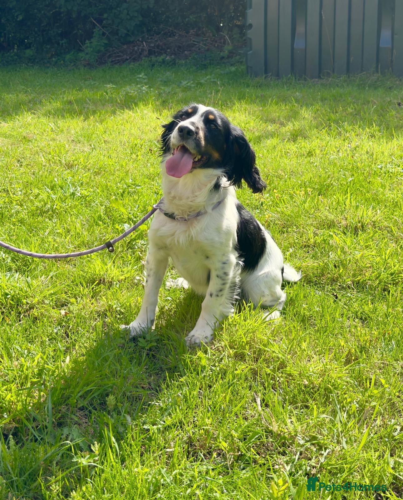 Cocker Spaniel dogs Tri coloured working cocker spaniel - Advert 5