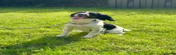 Cocker Spaniel dogs for sale: Tri coloured working cocker spaniel - Advert 1