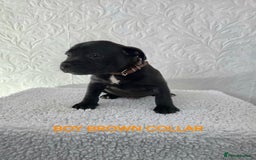 Staffordshire Bull Terrier dogs for sale: Kc reg black blue staffy puppies  - Image 18