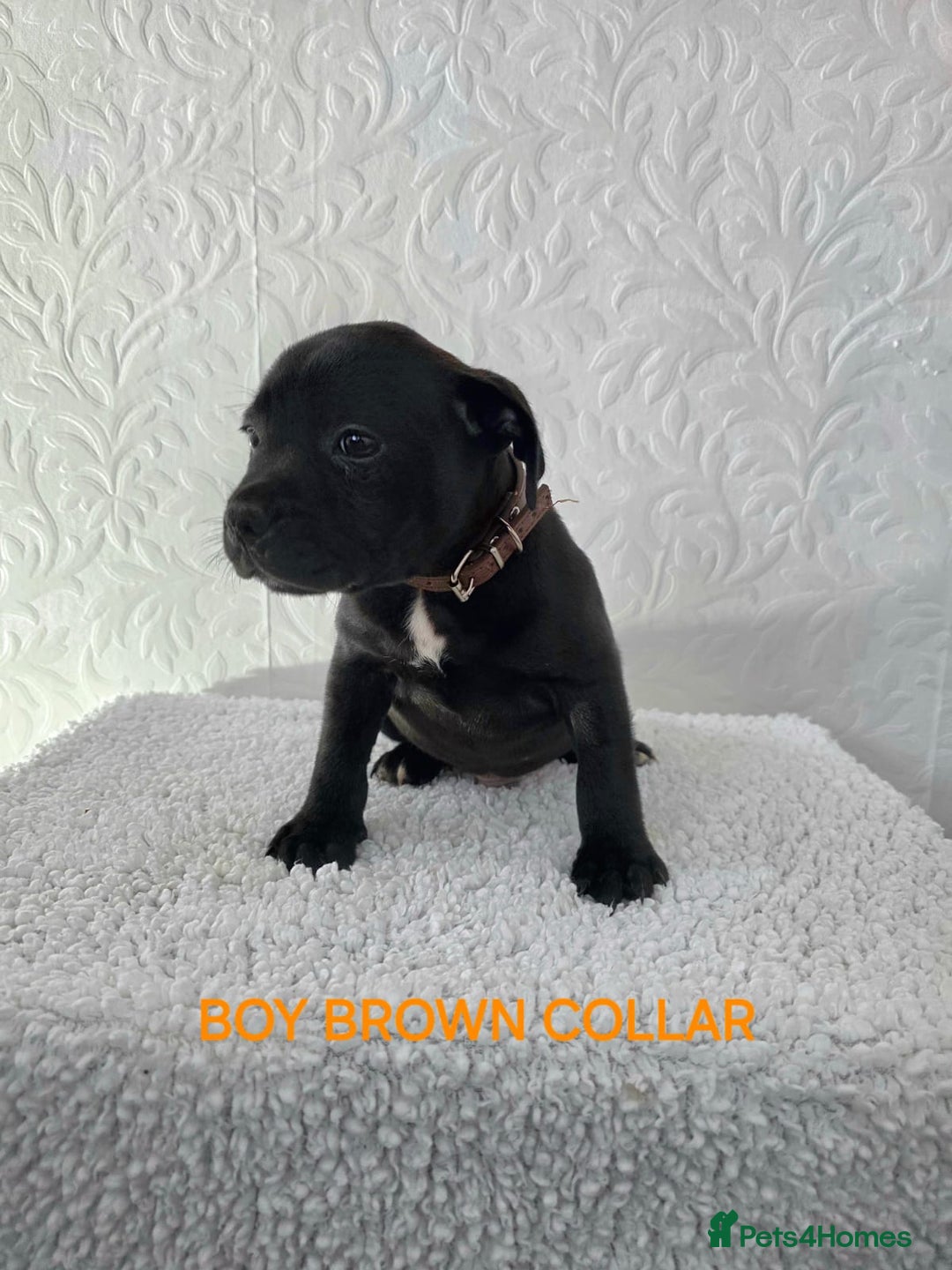Staffordshire Bull Terrier dogs for sale: Kc reg black blue staffy puppies  - Image 18
