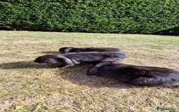English Lop rabbits for sale: 6 adorable bunnies £60 each ready for a fun home  - Image 7