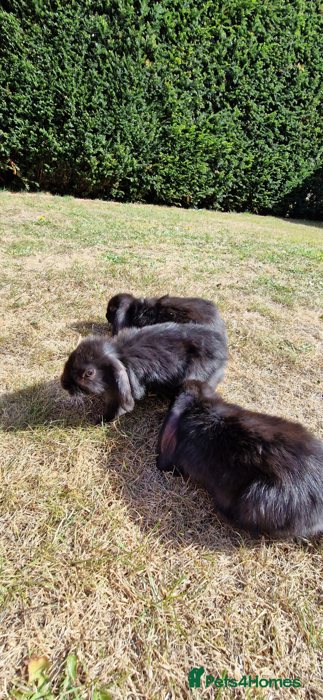 English Lop rabbits for sale: 6 adorable bunnies £60 each ready for a fun home  - Image 7