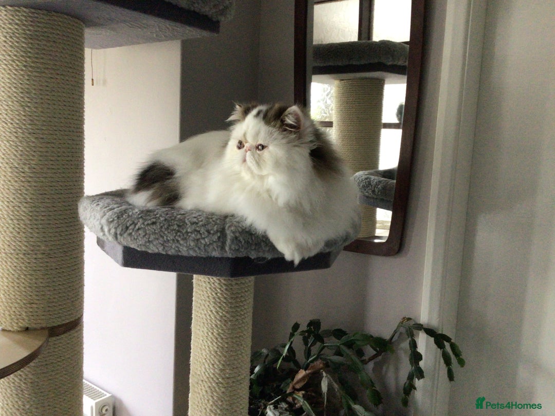 Persian cats for sale: Pedigree Persian kitten for sale - Image 7