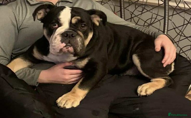 English Bulldog dogs Female english bulldog puppy  - Advert 5