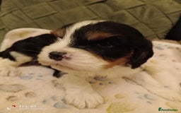 Cavapoo dogs for sale: A stunning litter of cavapoo beautiful costs  - Image 16