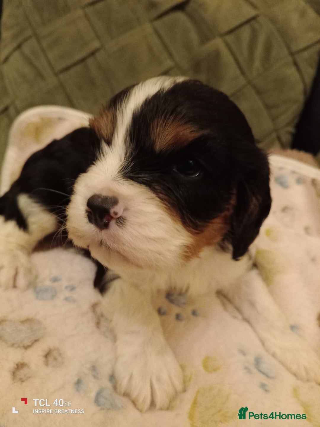 Cavapoo dogs for sale: A stunning litter of cavapoo beautiful costs  - Image 16