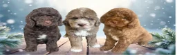Cockapoo dogs for sale: Beautiful cockapoo babies 🐶  - Advert 13