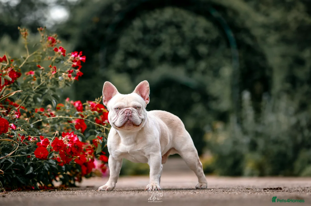 French Bulldog dogs for stud: Frenchie stud champion Flava  in Kings Langley - Advert 16