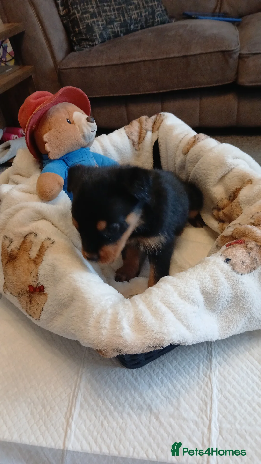 Rottweiler dogs for sale: Rottweiler puppies x 6 3 male 3 female. - Advert 7