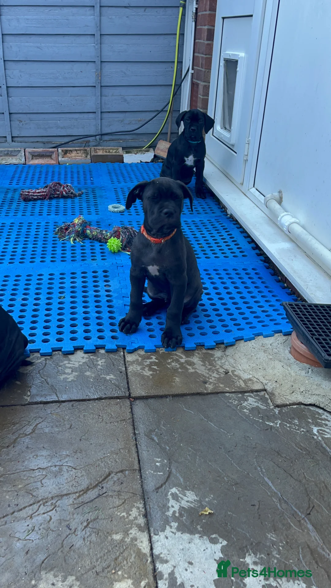 Cane Corso dogs for sale: 🐾 Beautiful Cane Corso Puppies for Sale 🐾 - Advert 9
