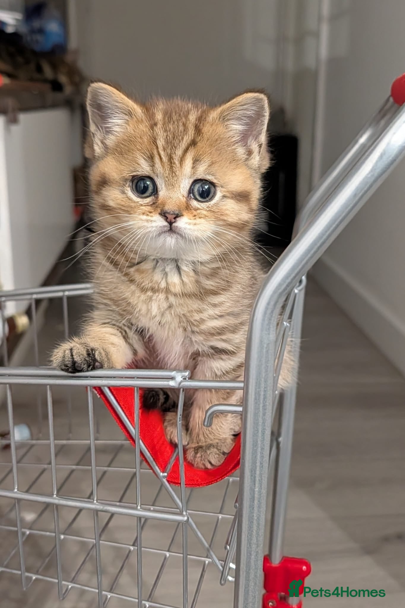 Mixed Breed cats Stunning TeddyBear Persian Chinchilla x BSH girls  - Advert 4