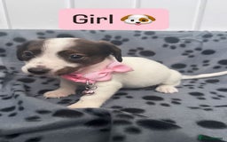 Jack Russell dogs for sale: Jack RussellxMini Dachshund ready to leave NOW 🏠 - Image 9