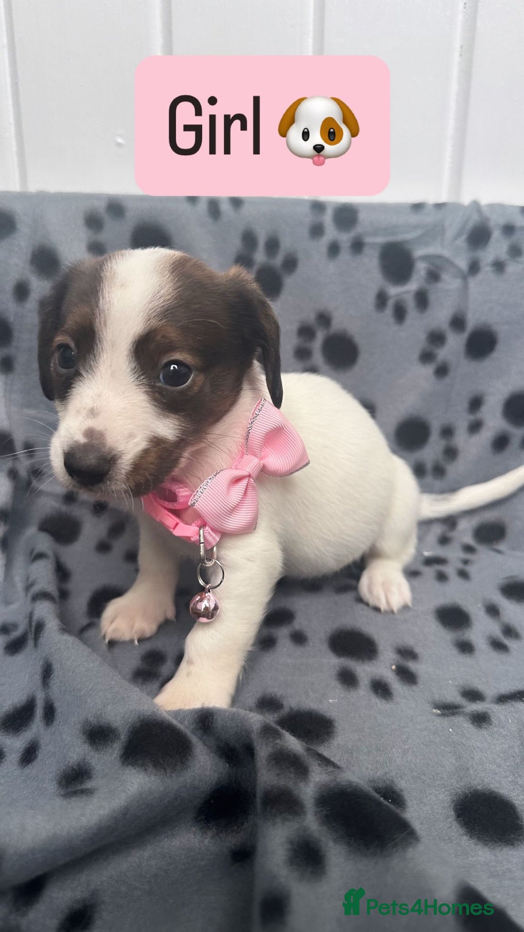 Jack Russell dogs for sale: Jack RussellxMini Dachshund ready to leave NOW 🏠 - Image 9