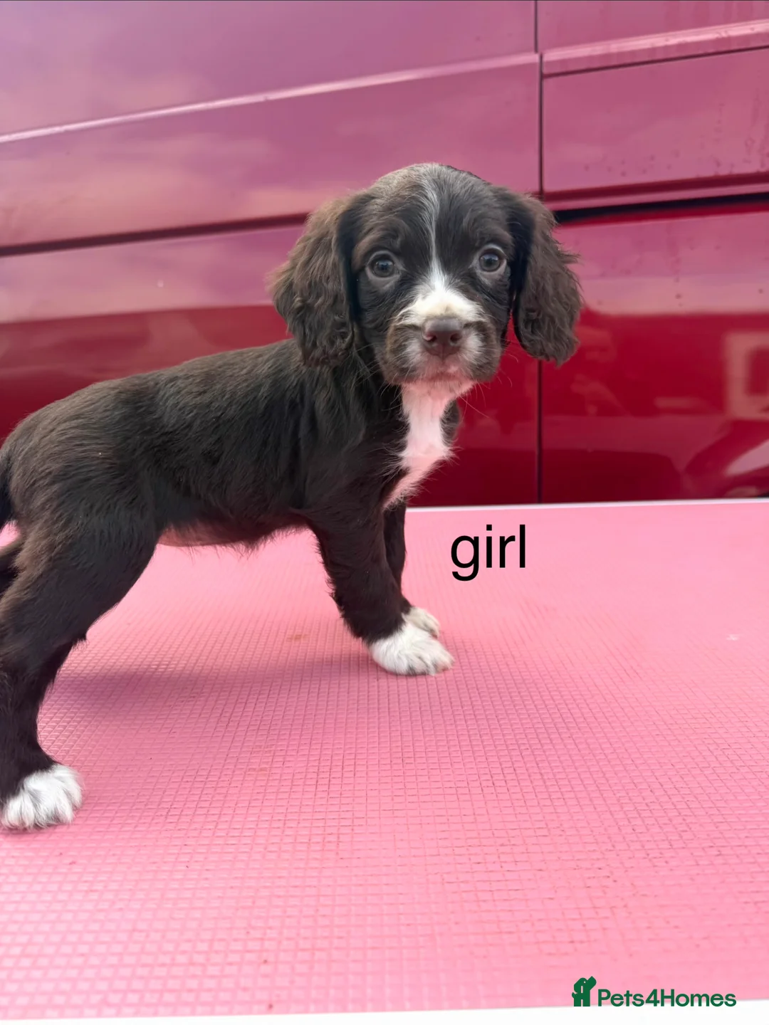 Cocker Spaniel dogs for sale: beautiful litter of cocker spaniels for sale  - Advert 2
