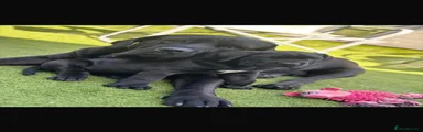 Cane Corso 1