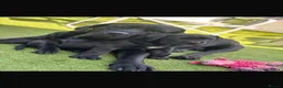 Cane Corso dogs for sale: Big chunky cane corso puppies  in Bristol - Advert 12