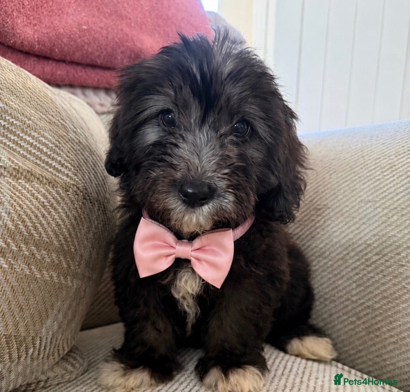 Mixed Breed dogs BEAUTIFUL F1 CORGIPOO GIRL🩷 - Advert 1