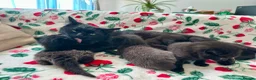 British Shorthair cats for sale: 🐾Beautiful Black British Shorthair Cross Kittens in Letchworth Garden City - Advert 2