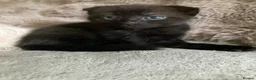 Scottish Fold cats for sale: Scottish Fold kittens for sale  - Advert 9