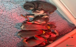 French Bulldog dogs for sale: 2 litters available from Natk9 clinic *JESUS PUPS* - Image 6