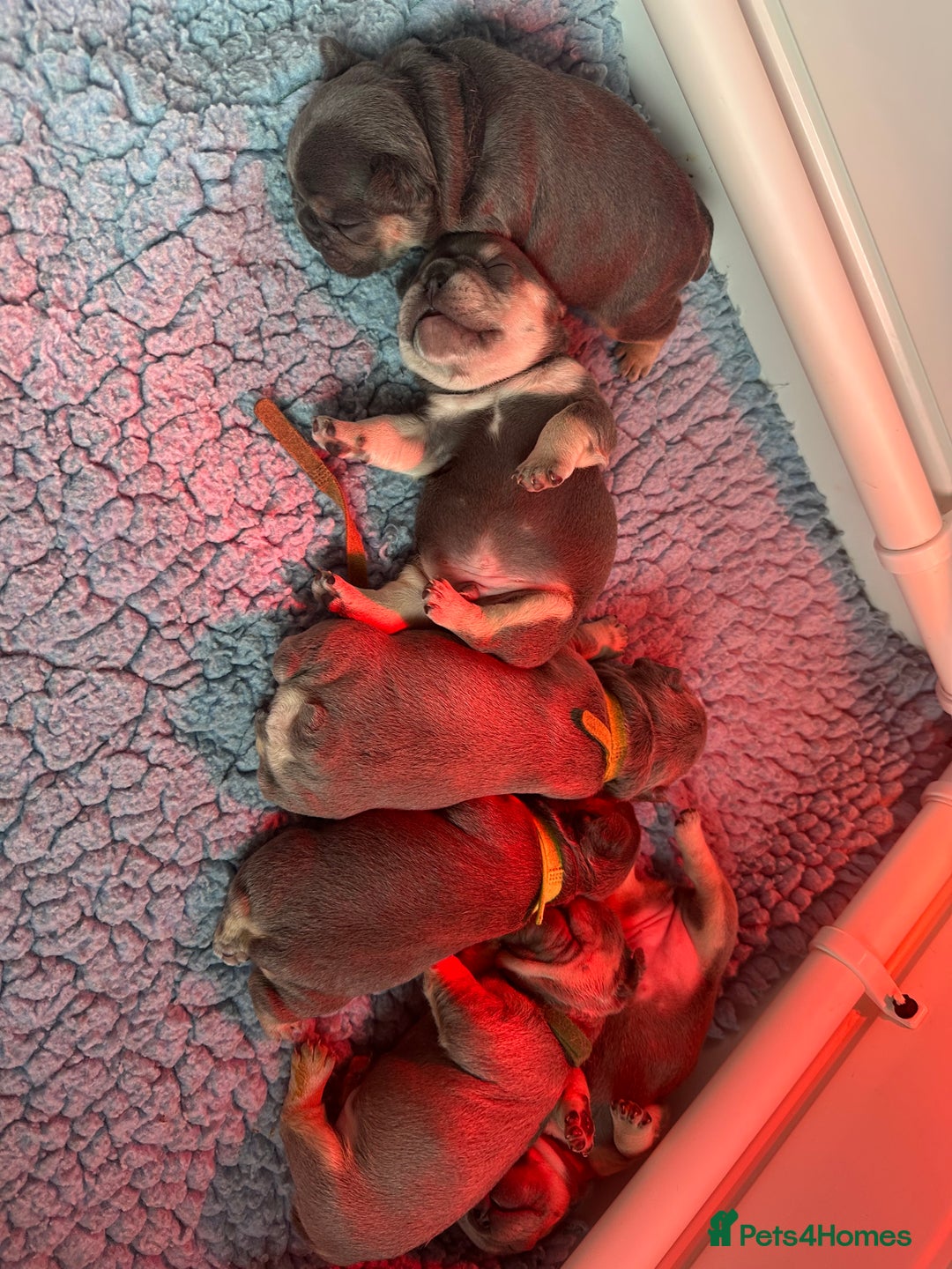 French Bulldog dogs for sale: 2 litters available from Natk9 clinic *JESUS PUPS* - Image 6