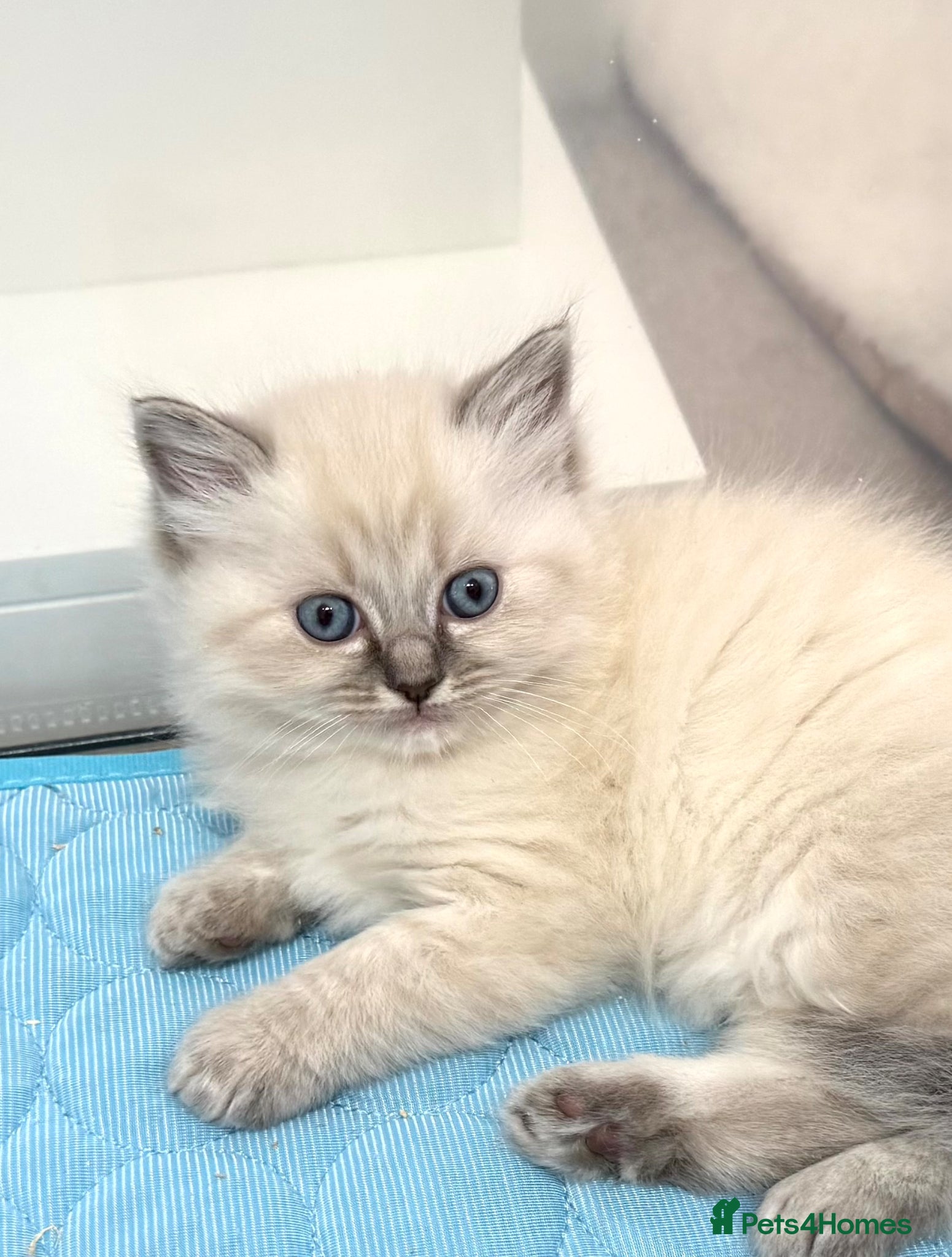 Ragdoll cats LAST 2 REMAINING! Beautiful Litter of Ragdolls - Advert 2