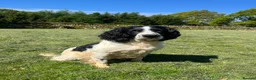 English Springer Spaniel dogs for stud: Springer Spaniel Stud - Advert 2