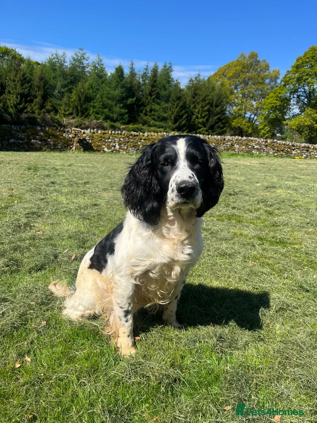 English Springer Spaniel dogs for stud: Springer Spaniel Stud - Advert 2