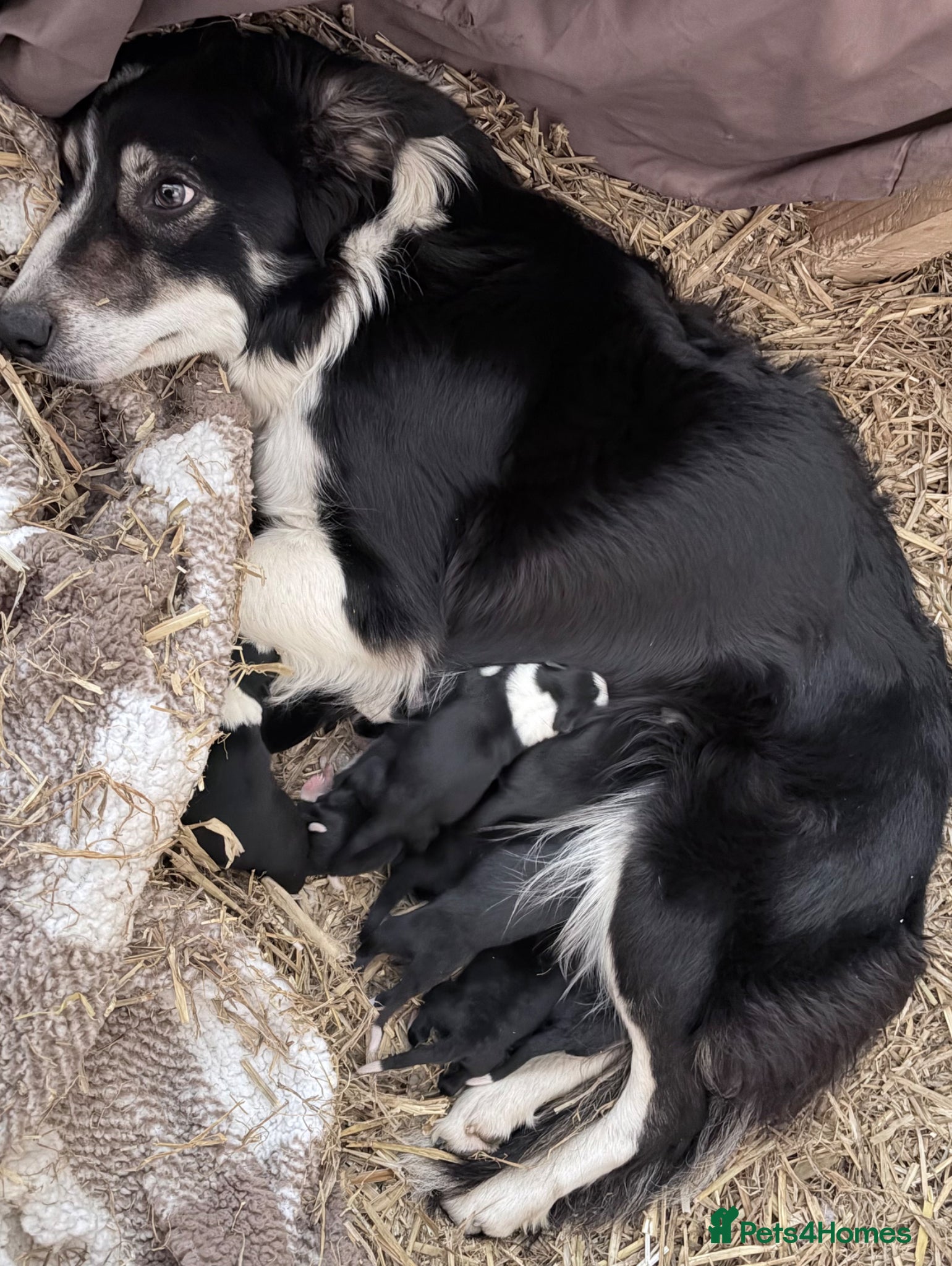 Border Collie dogs 10 border collie pups  - Advert 6