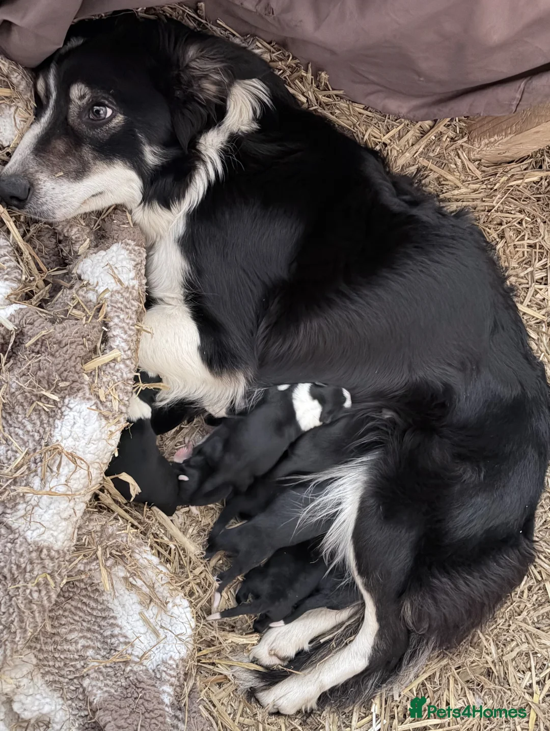 Border Collie dogs for sale: 10 border collie pups  in Corwen - Advert 1