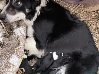 Border Collie dogs 10 border collie pups - Advert 1