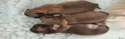 Chihuahua dogs for sale: Two stunning litters of long coat chihuahua pups - Advert 6