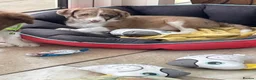 Bordoodle dogs for sale: Bordoodle boys and girls  - Advert 17