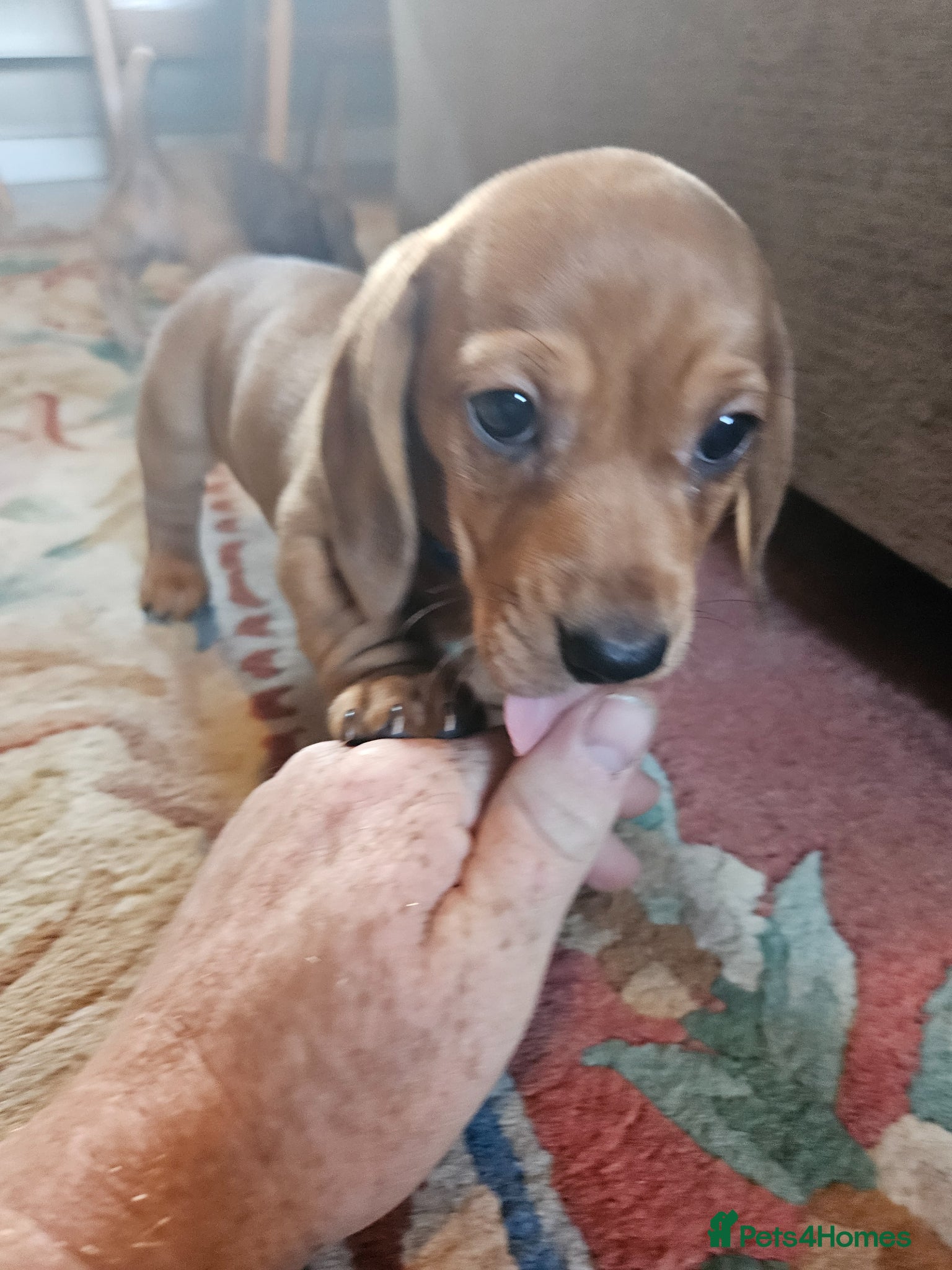 Miniature Dachshund dogs Miniature dachshund  - Advert 2