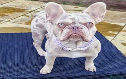 French Bulldog dogs for sale: French bulldog - Image 5