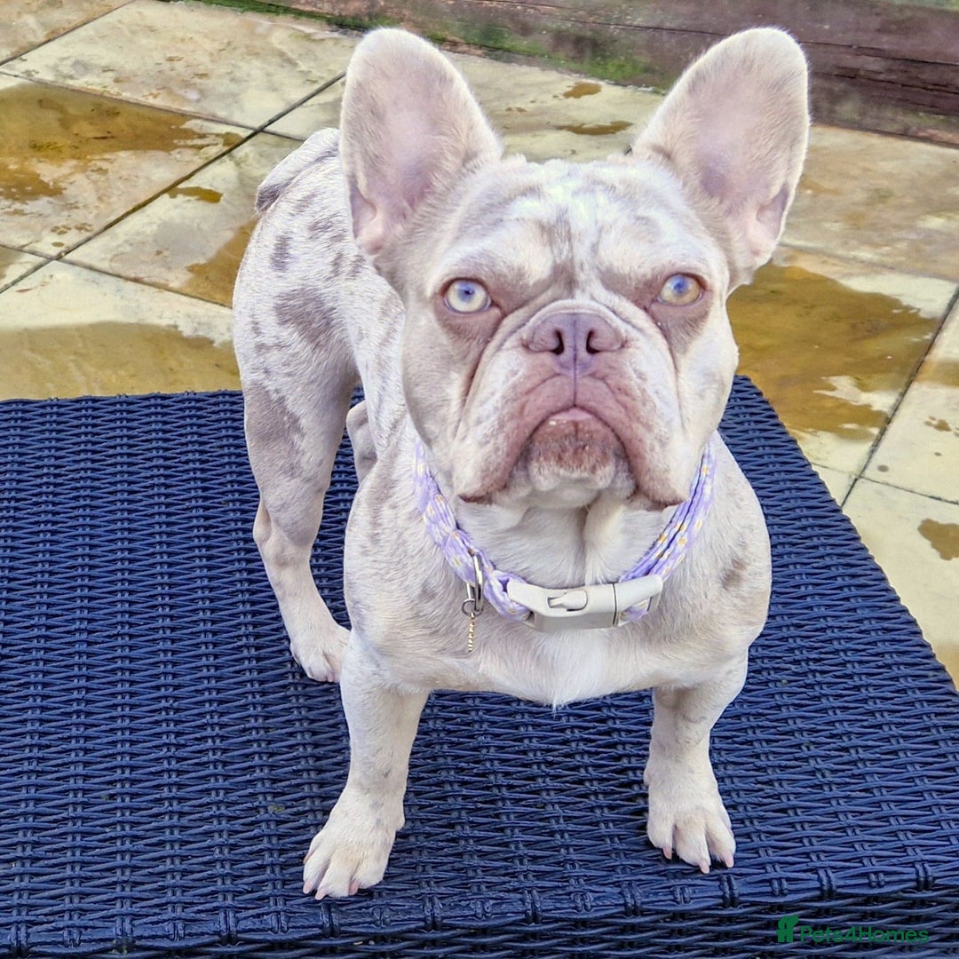 French Bulldog dogs for sale: French bulldog - Image 5