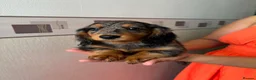 Miniature Dachshund dogs for sale: Long haired miniature dachshund  - Advert 11
