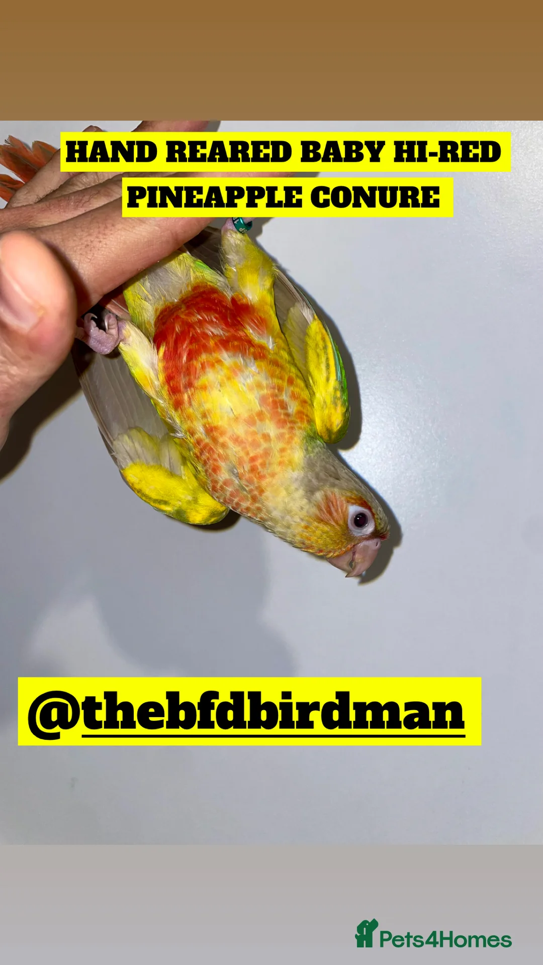 Conures birds for sale: 100% SILLY TAME HAND REARED BABY CONURES - Advert 4