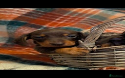 Dachshund dogs for sale: 4 gorgeous puppies for sale - Image 36