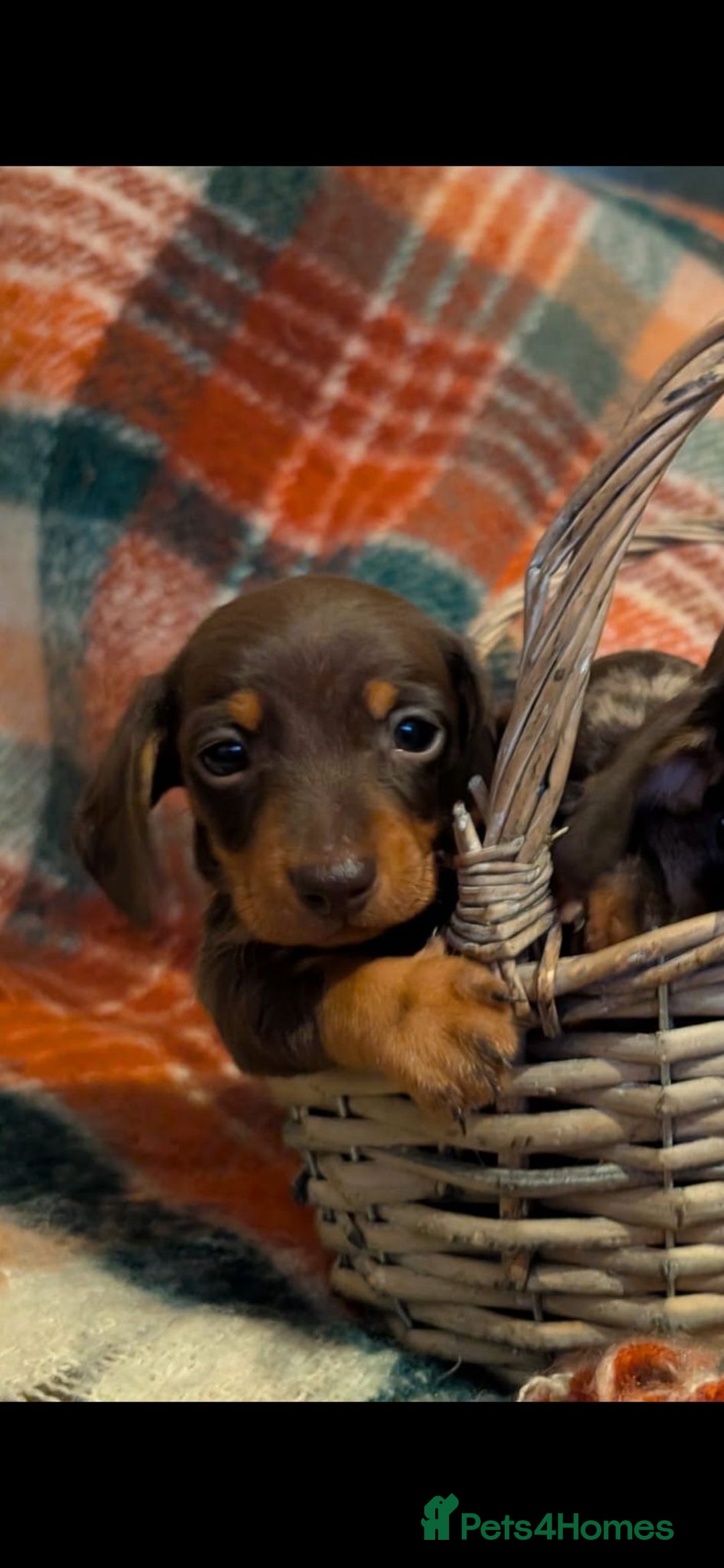 Dachshund dogs for sale: 4 gorgeous puppies for sale - Image 36