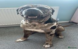 Mastiff dogs for sale: Merle mastiff  - Image 3