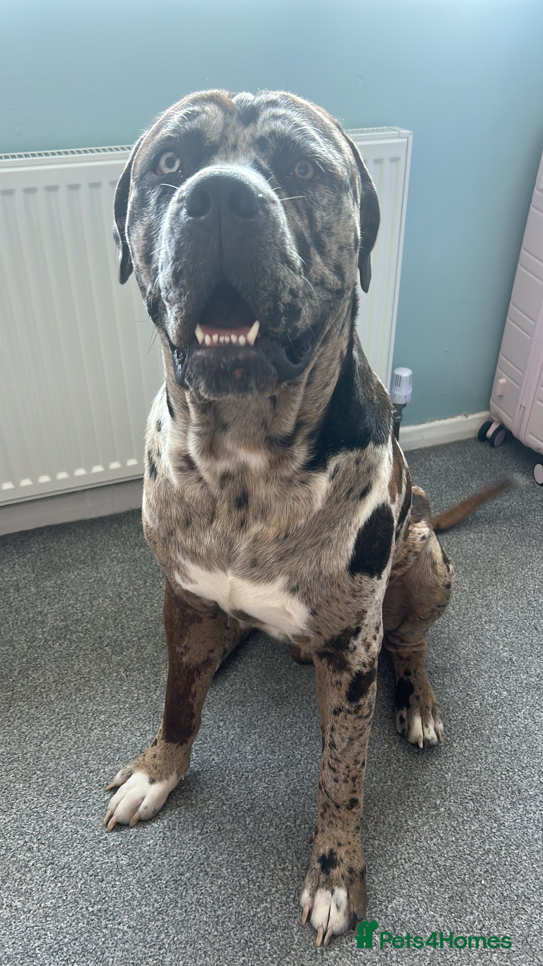 Mastiff dogs for sale: Merle mastiff  - Image 3