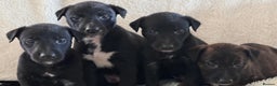 Whippet dogs for sale: Collie greyhound (GREYHOUND) - Advert 10