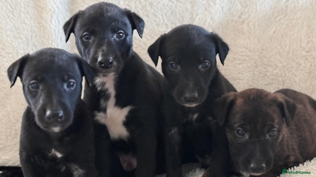 Whippet dogs for sale: Collie greyhound (GREYHOUND) - Image 10