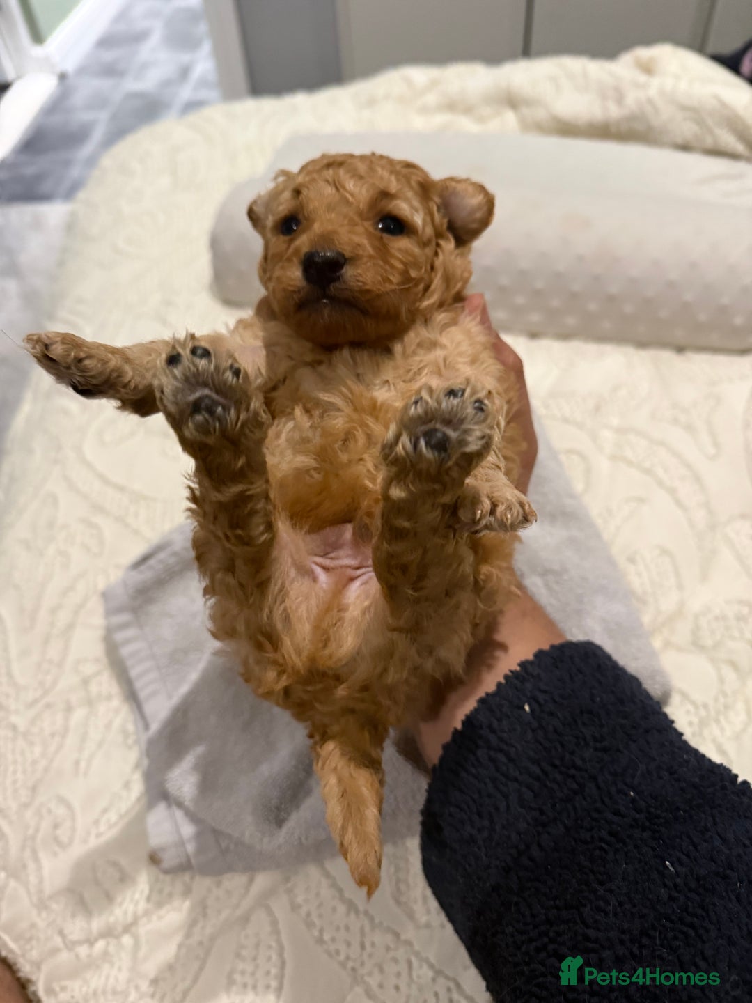 Maltipoo dogs for sale: Toy poodle puppy for sale maltipoo - Image 8