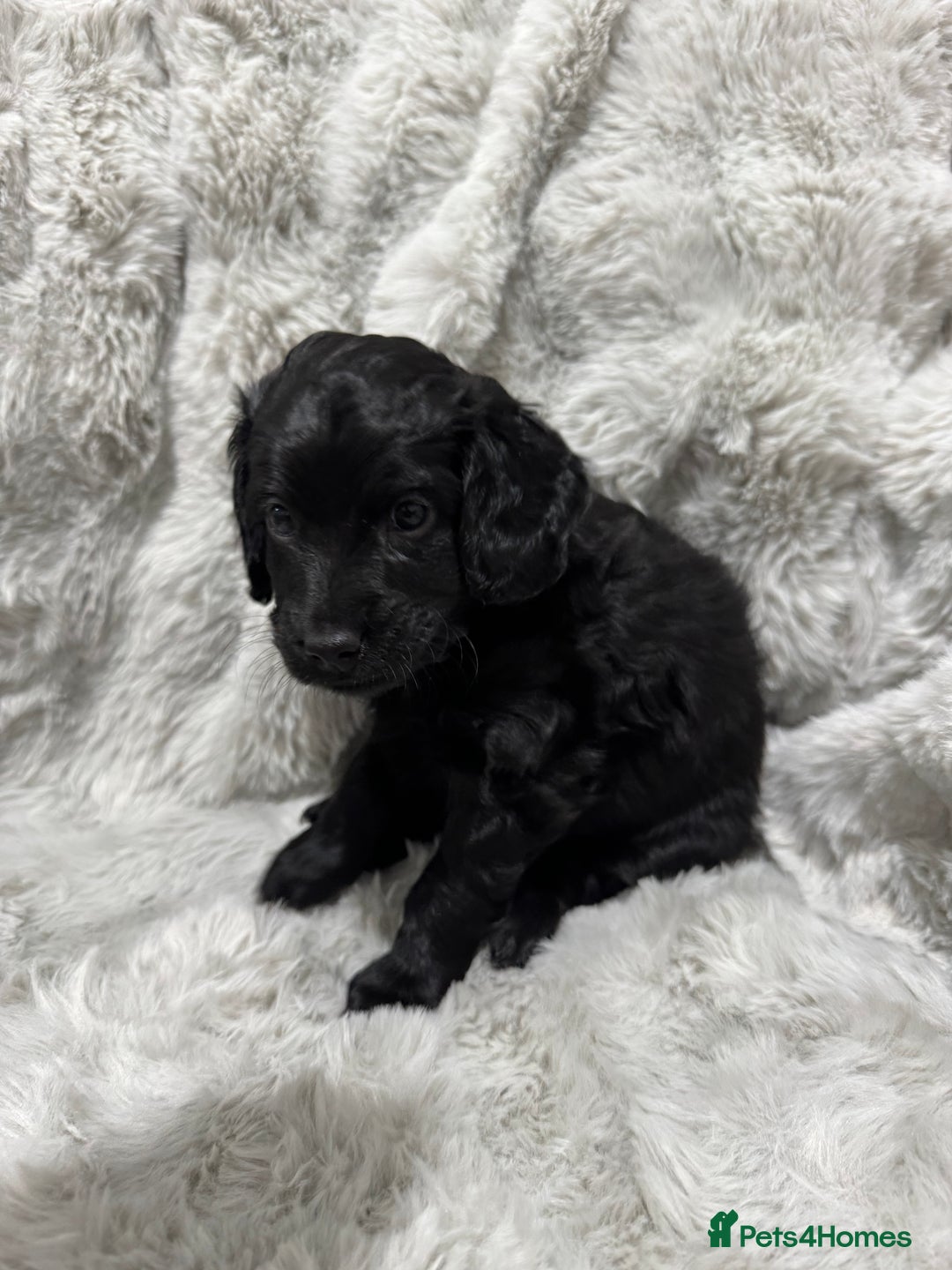 Cockapoo dogs for sale: F2 cockapoo puppies  - Advert 9