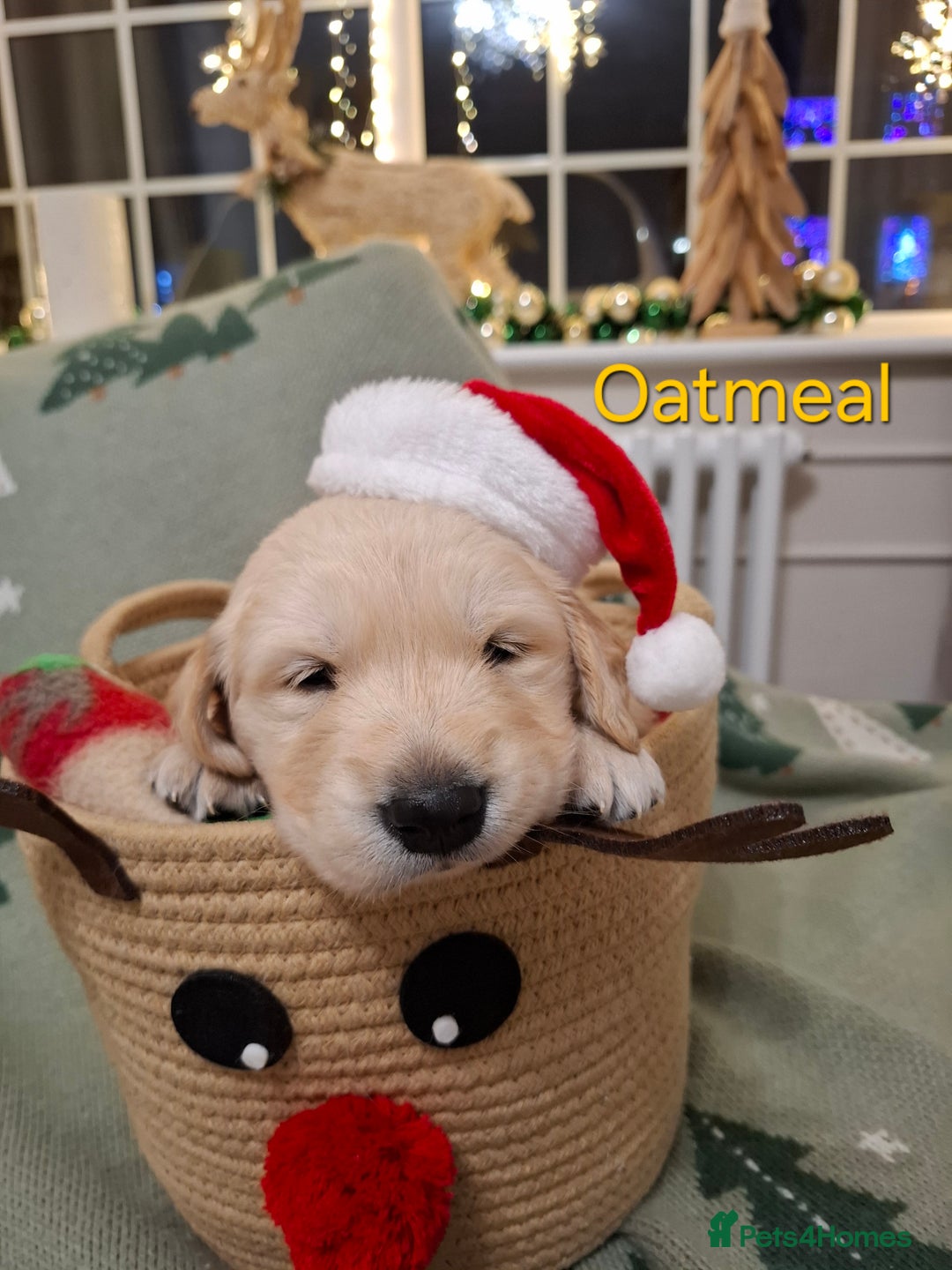 Golden Retriever dogs for sale: KC reg golden retriever puppies - Advert 34